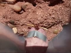 Fire ants playing on a pecker head